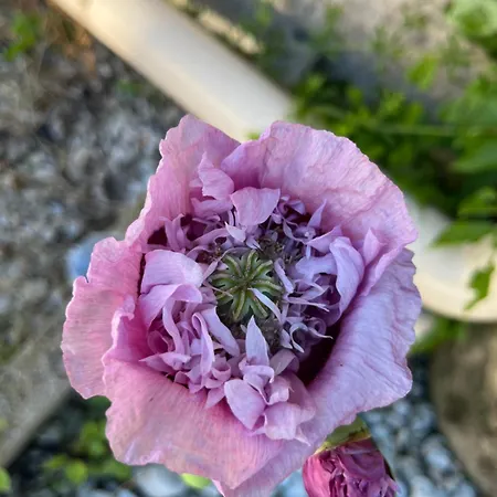 La Ferme Farma Savigny (Manche)