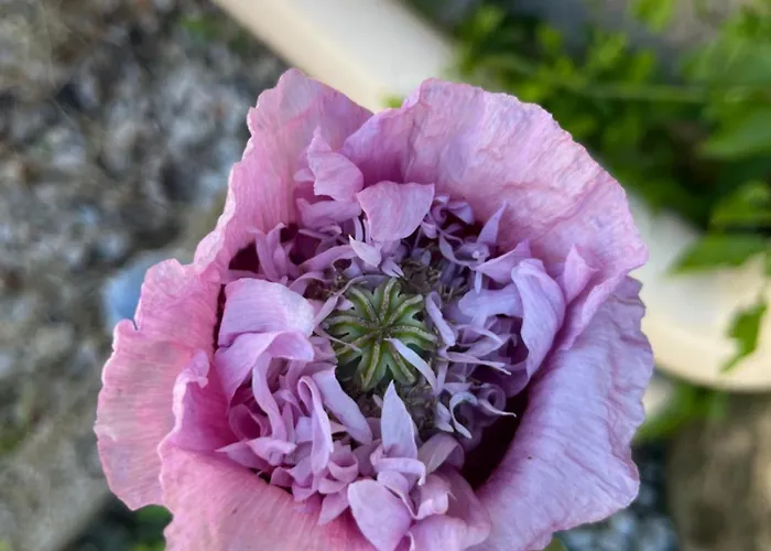 La Ferme Séjour à la ferme Savigny (Manche)